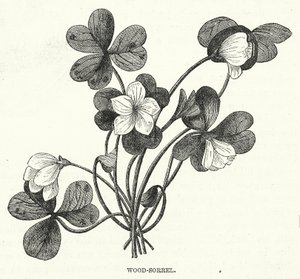 Acetosella (incisione)