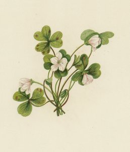 Acetosella, Oxalis Acetosella da English School