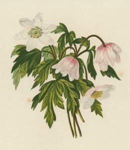 Anemone dei boschi