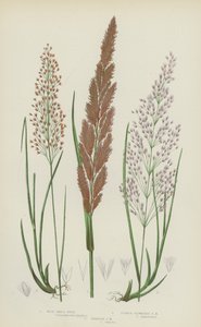 Canneccio piccolo dei boschi, canneccio piccolo a fiori viola, canneccio piccolo stretto