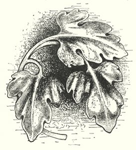 Intaglio del legno: Foglia (incisione) da English School