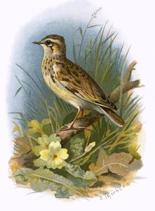 Allodola
