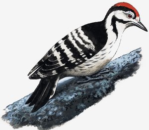 Picchio (Picchio Pubescente)