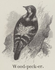 Picchio (incisione)