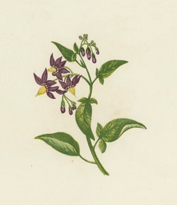 Solanum dulcamara