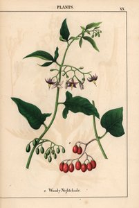 Belladonna legnosa con fiori viola e bacche rosse, da 