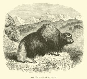 Yak (Bos grunniens) del Tibet da English School