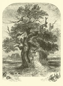 Quercia di Yardley