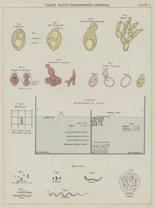 Pianta di lievito, Saccharomyces Cerevisiae
