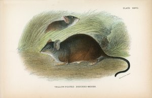 Topo marsupiale dai piedi gialli