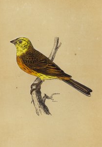 Zigolo giallo (litografia a colori) da English School