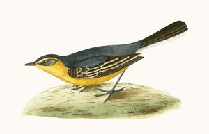 Ballerina gialla, illustrazione da 