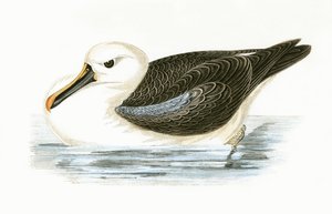Albatros dal naso giallo, illustrazione da 