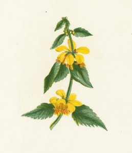 Galeobdolon giallo