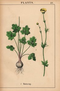Ranuncolo giallo, da "The Instructive Picturebook, or Lessons from the Vegetable World," [Charlotte Mary Yonge], Edimburgo da English School