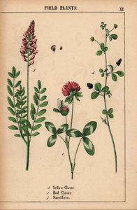 Trifoglio giallo, trifoglio rosso e sainfoin, da "The Instructive Picturebook, or Lessons from the Vegetable World," [Charlotte Mary Yonge], Edimburgo da English School