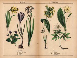 Narciso giallo, narciso bianco del poeta, croco viola, viola viola, primula gialla, primula gialla, anemone dei boschi bianco e bucaneve bianco, da "The Instructive Picturebook, or Lessons from the Vegetable World," [Charlotte Mary Yonge], Edimburgo da English School