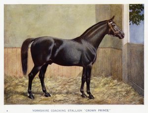Stallone da carrozza dello Yorkshire "Crown Prince" da English School