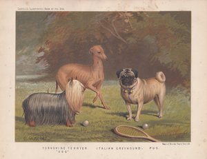 Yorkshire terrier, levriero italiano e carlino con racchetta da tennis e palline da English School