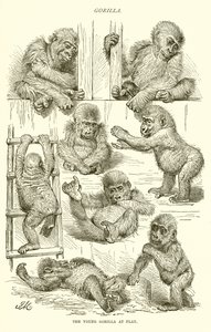 Giovane gorilla che gioca da English School