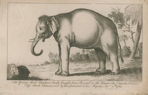 Giovane elefante maschio da English School