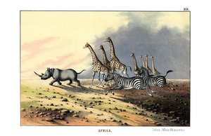 Zebra da English School