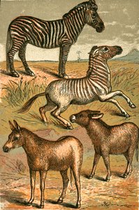 Zebra, asino selvatico, quagga e asino comune da English School