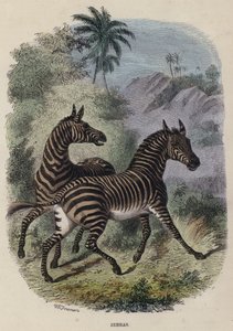 Zebre
