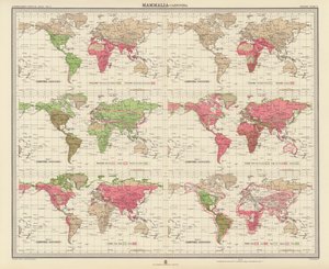 Zoogeografia: Mammiferi, Carnivori da English School