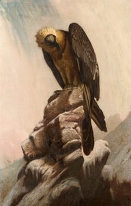 Aquila su scogliera da English School English School