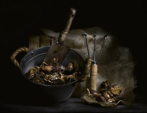 Funghi selvatici e attrezzi da Enrico Sottocorna