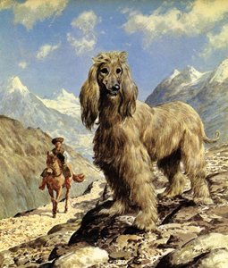 Mastino afgano (litografia a colori)
