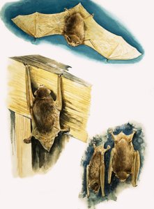 Pipistrelli