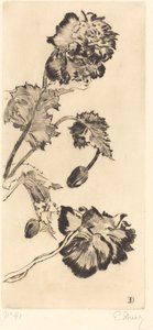Fiori