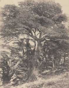 Groupe de Cèdres de Mt. Liban / [Gruppo di alberi di cedro, Monte Libano]. da Ernest Benecke