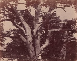 Monte Libano. Tronco di uno dei Cedri di Salomone, 1850-53 da Ernest Benecke