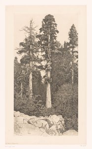 Albero di sequoia da Ernest Haskell (signed by artist)