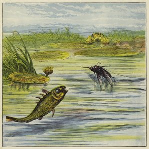 Pesce e mosca