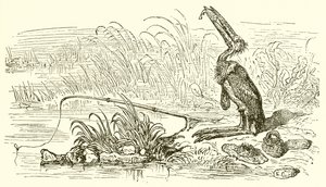 Il pescatore e il piccolo pesce da Ernest Henry Griset