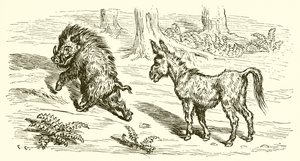 Il cinghiale e l