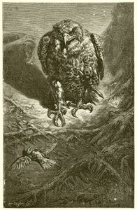 Il falco e l