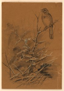 Passero Canoro da Ernest Thompson Seton
