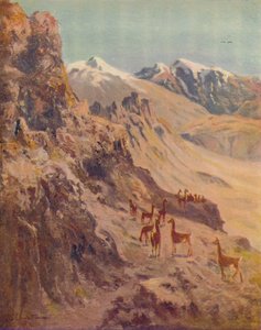Guanaco, 1916