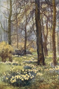 Il Deserto in Primavera da Ernest William Haslehust