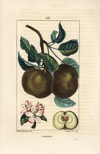 Melo - Mela, Malus domestica, con ramo, foglia, frutto, fiore e frutto maturo in sezione che mostra i semi. Incisione a puntasecca colorata a mano di Lambert Junior da un disegno di Ernestine Panckoucke da Chaumeton, Poiret e Chamberet