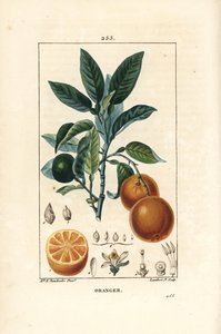 Bigaradier, arancia, Citrus aurantium, con ramo, foglia, fiore, frutto maturo e immaturo, e sezione del frutto da Ernestine Panckoucke