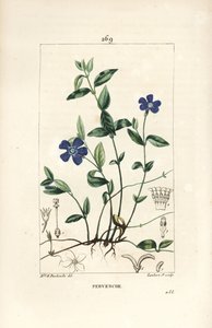 Pervinca minore, Vinca minor, con fiore, foglia, stelo, radice e seme da Ernestine Panckoucke