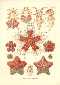 Asteridea - Stella Marina, Pl.40 da 