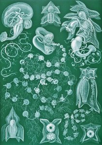 Esempi di Siphonophorae da 