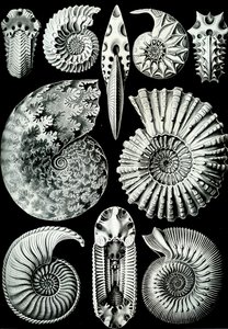 Illustrazione di Ammonitida da "Kunstformen der Natur" 1904 da Ernst (after) Haeckel